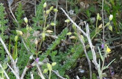 Cerastium brachypetalum
