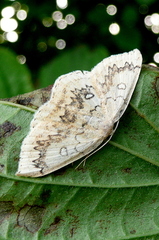Cyclophora annularia