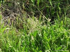 Poa bulbosa vivipara