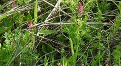 Fumaria densiflora