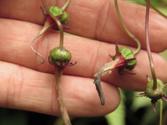 Centropogon cordifolius