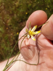 Hypoxis hygrometrica