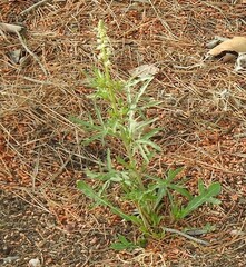 Reseda lutea