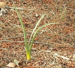 Liliales