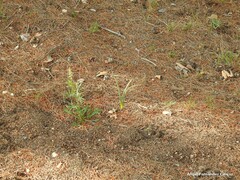Reseda lutea