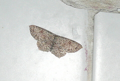 Cyclophora pendularia