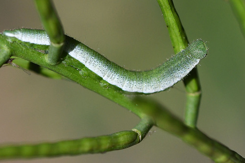 orange-tip, photo 4 of 8