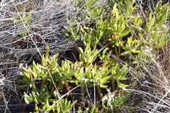 Carpobrotus edulis edulis