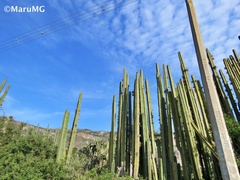 Lophocereus marginatus