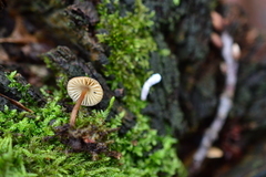 Mycena erubescens