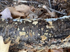 Steccherinum ochraceum