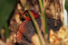 Haematortyx sanguiniceps