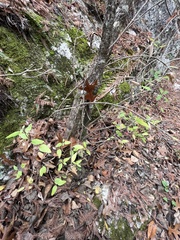 Philadelphus texensis