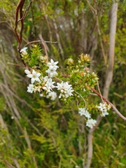 Epacris breviflora