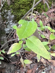 Philadelphus texensis