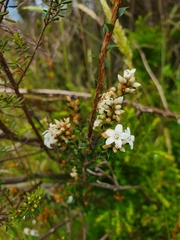 Epacris breviflora