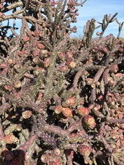 Cylindropuntia thurberi