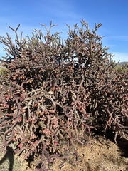 Cylindropuntia thurberi