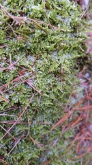 Callicladium imponens