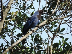 Cyanocorax caeruleus