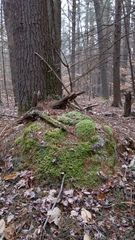 Callicladium imponens