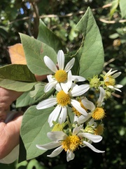 Montanoa tomentosa