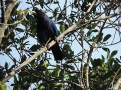 Cyanocorax caeruleus