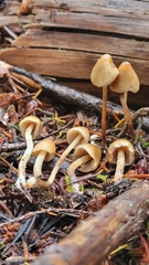 Psilocybe pelliculosa