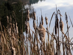 Typha latifolia