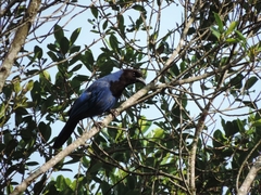 Cyanocorax caeruleus
