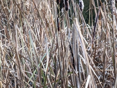 Typha latifolia