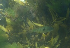 Notolabrus celidotus