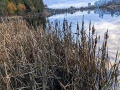 Typha latifolia