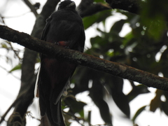 Trogon surrucura