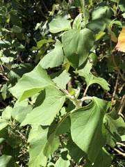 Montanoa tomentosa