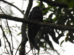 Trogon surrucura