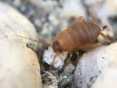 Myrmecophilus