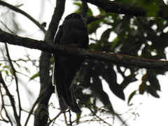Trogon surrucura