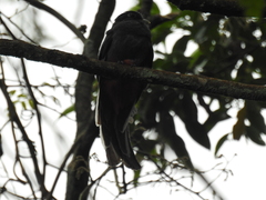 Trogon surrucura