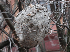 Dolichovespula maculata