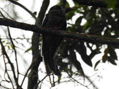 Trogon surrucura