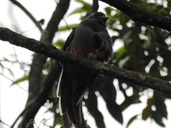 Trogon surrucura