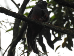 Trogon surrucura