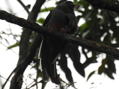 Trogon surrucura