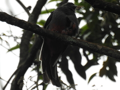 Trogon surrucura