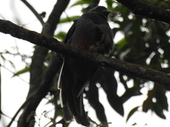 Trogon surrucura