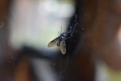 Dasyomma caeruleum