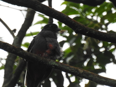 Trogon surrucura