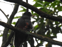 Trogon surrucura
