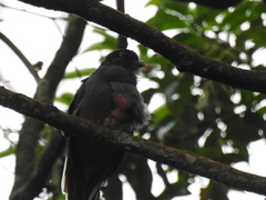 Trogon surrucura